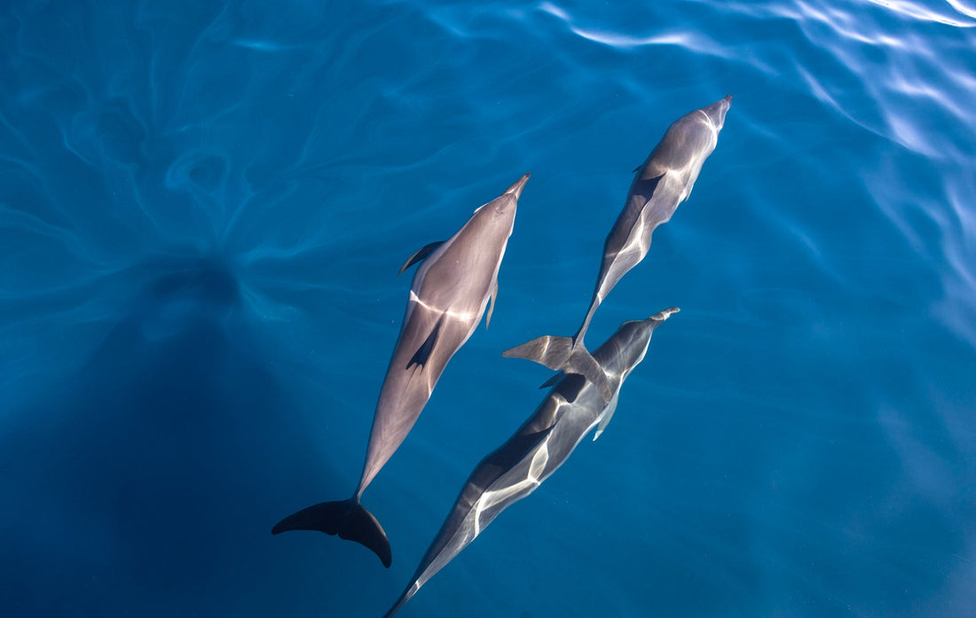 DOLPHINS